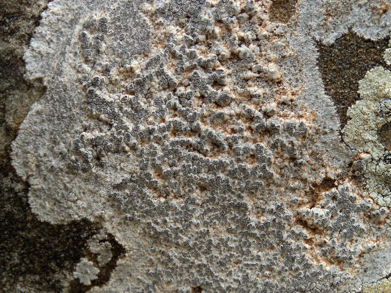 lichene bianco sulle arenarie della Laga 2